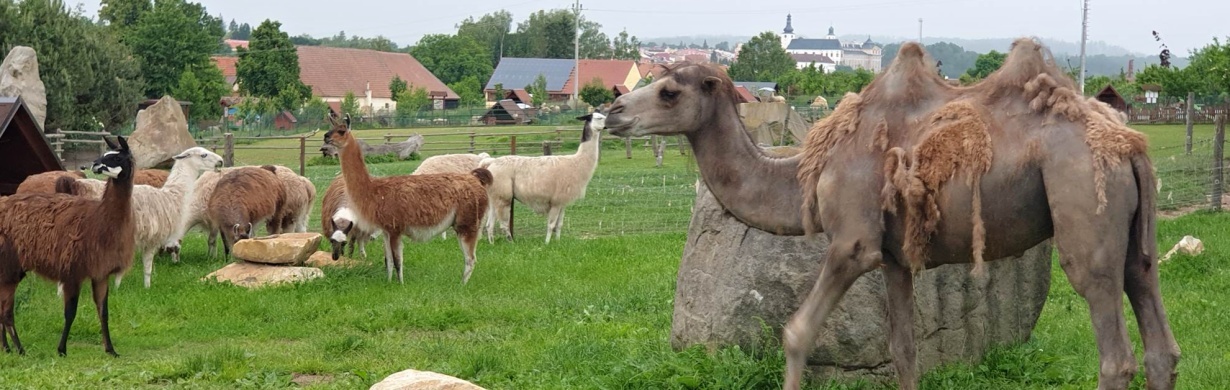 Nové přírůstky na farmě Wenet