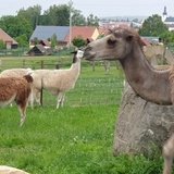 Nové přírůstky na farmě Wenet