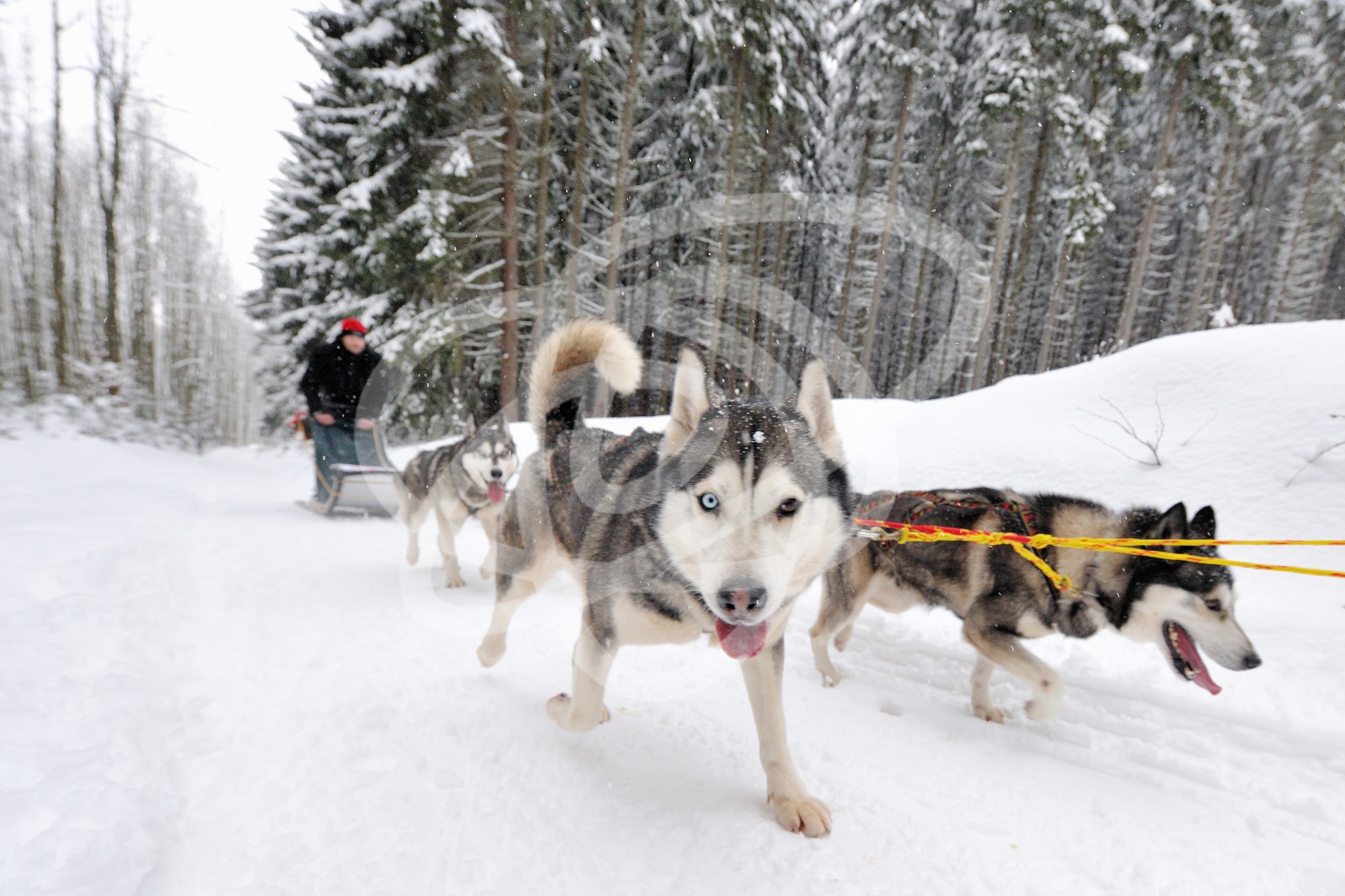 Mushing