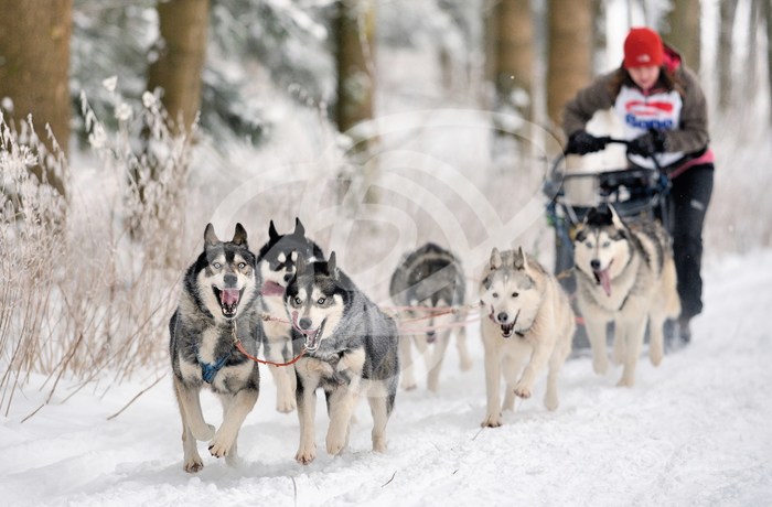 Mushing