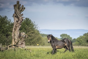 Rezerwat ptaków Josefovské louky